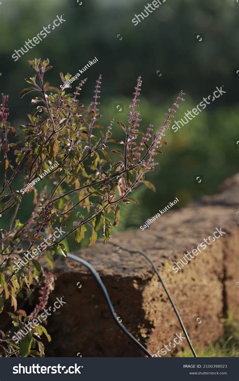 Kerala Thulasi Stock Photos, Images & Pictures .